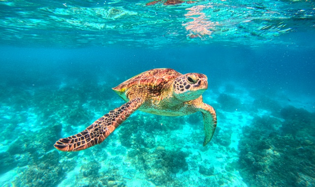 보홀 발리카삭 나팔링 단독 투어by 보홀트래블 (돌고래 투어 무료 선택)