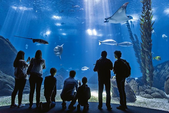 Lisbon Oceanarium Entrance Ticket