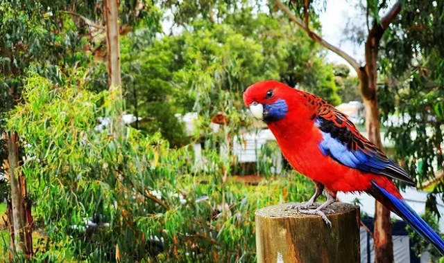 [마이웨이트래블] 그레이트 오션로드 VIP 전문 가이드 투어