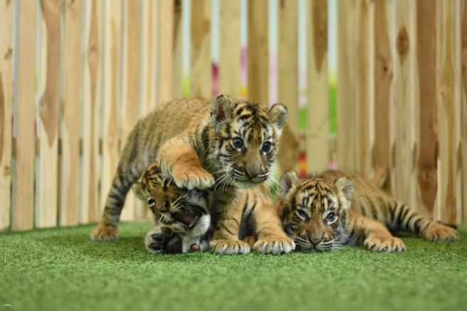 치앙마이 타이거 킹덤 입장권 (왕복 픽업 포함)