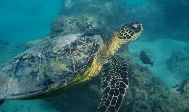 하와이 하나우마베이 스노클링 투어 (장비 무료 대여)