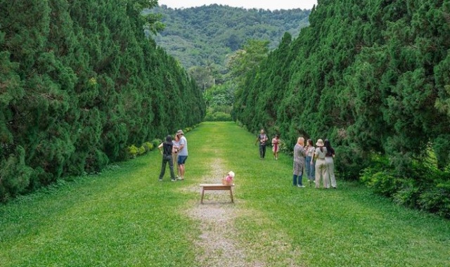 치앙마이 몬쨈 & 엘리핀팜 & 싸이프레스레인 & 도이수텝 야경 하루에 모두 만나는 투어