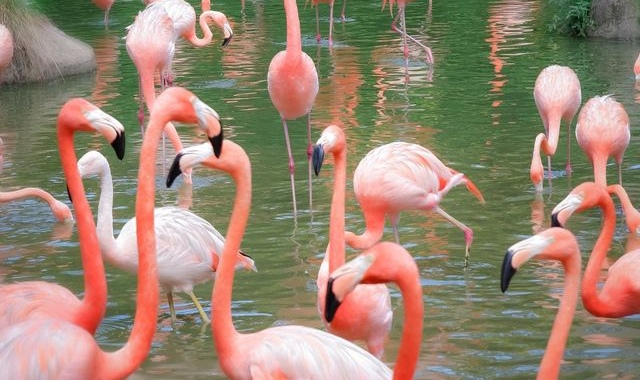 [피크타임] 푸꾸옥 사파리 반일 단독투어 (픽업 샌딩, 마사지 포함)