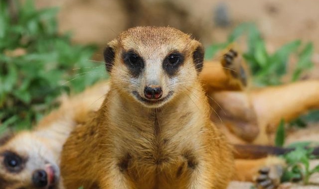 [피크타임] 푸꾸옥 사파리 반일 단독투어 (픽업 샌딩, 마사지 포함)