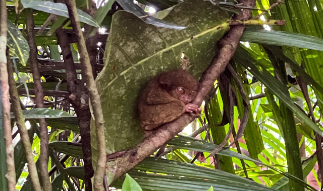 [보홀트래블] 보홀 단독 육상투어 - 렌터카 자유 투어