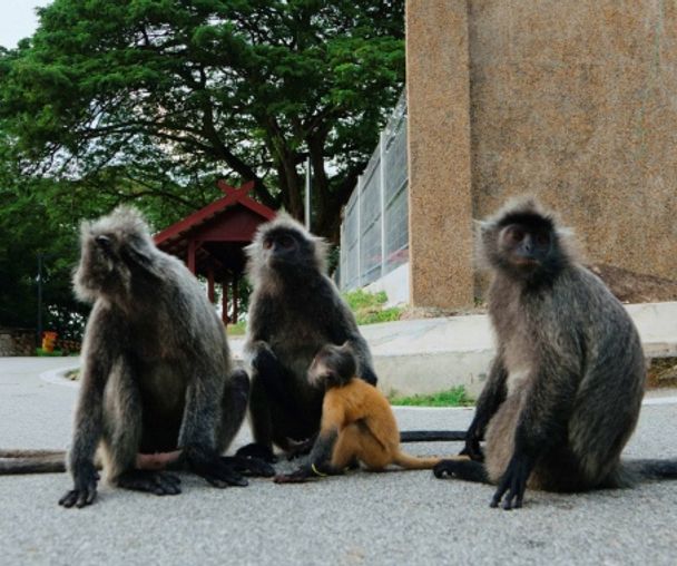 activity_detail_image