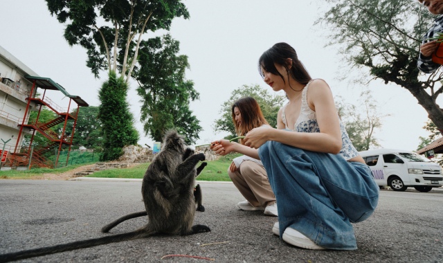 쿠알라룸푸르 몽키힐 블루티어 반딧불 투어 by 포유말레이시아