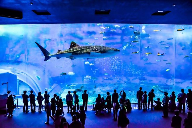 沖縄ちゅら海水族館 入場券(即入場)