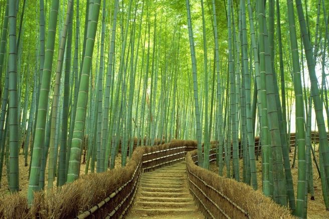 교토 프라이빗 차량 일일 투어 (픽업 & 샌딩 + 무료 스냅사진 촬영 포함)