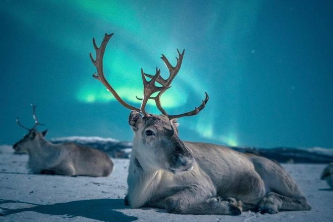 트롬쇠 노던 라이트 오로라 일일 투어 (순록 썰매, 저녁 식사 포함)