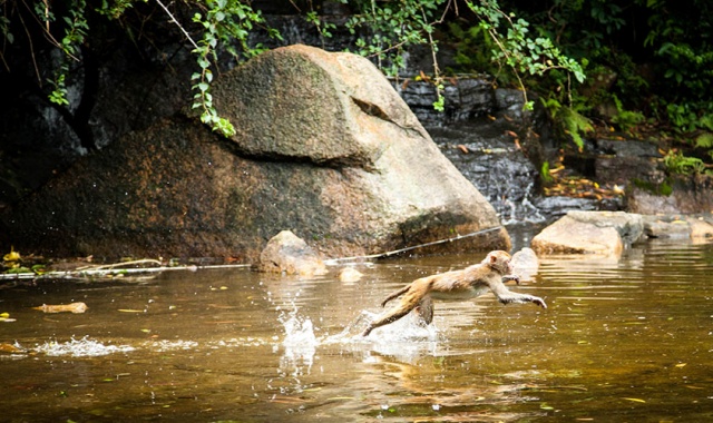 하이난 원숭이섬 & 송성천고정쇼 일일 투어