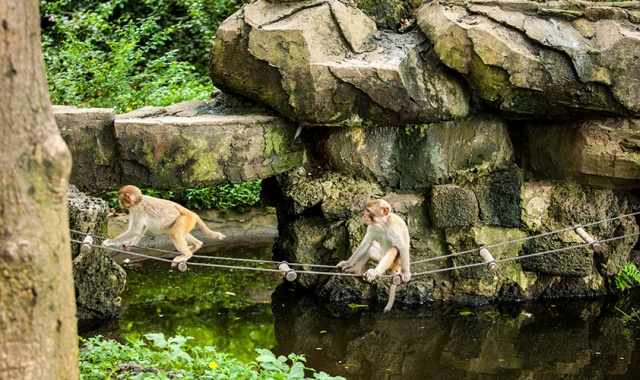 하이난 원숭이섬 & 송성천고정쇼 일일 투어