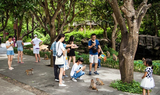 하이난 원숭이섬 & 송성천고정쇼 일일 투어