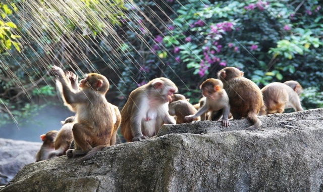 하이난 원숭이섬 & 송성천고정쇼 일일 투어