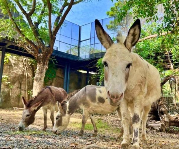 activity_detail_image