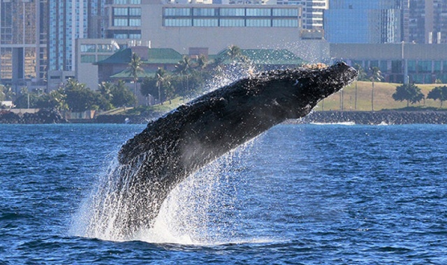 하와이 혹등고래 관찰 크루즈 스타 오브 호놀룰루 (어린이 무료 프로모션/1-3월 한정)
