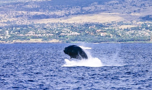 하와이 혹등고래 관찰 크루즈 스타 오브 호놀룰루 (어린이 무료 프로모션/1-3월 한정)
