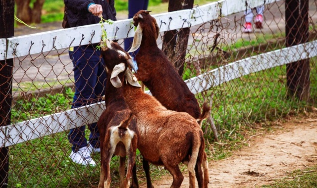 Taitung Yuanshan Garden Ticket