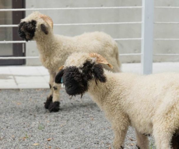 activity_detail_image