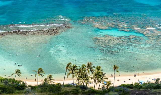 [얼리버드할인] 하와이 하나우마베이 워크인 스노클링 투어 (왕복 교통 + 장비 제공 + 테디스 버거)