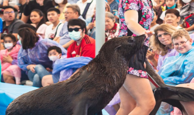 파타야 돌핀나리움 돌고래 쇼 티켓