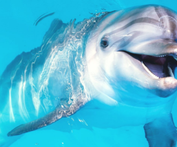 activity_detail_image