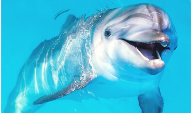 파타야 돌핀나리움 돌고래 쇼 티켓