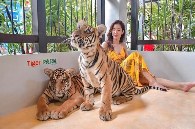 파타야 타이거 파크 입장권 & 체험 패키지