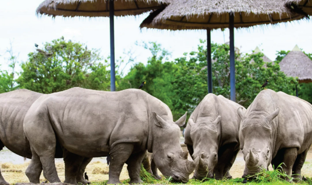 방콕 사파리 월드 입장권 (파크 선택 가능)