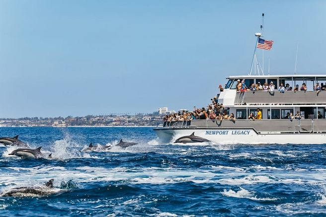 Newport Beach Whale Watching Cruise