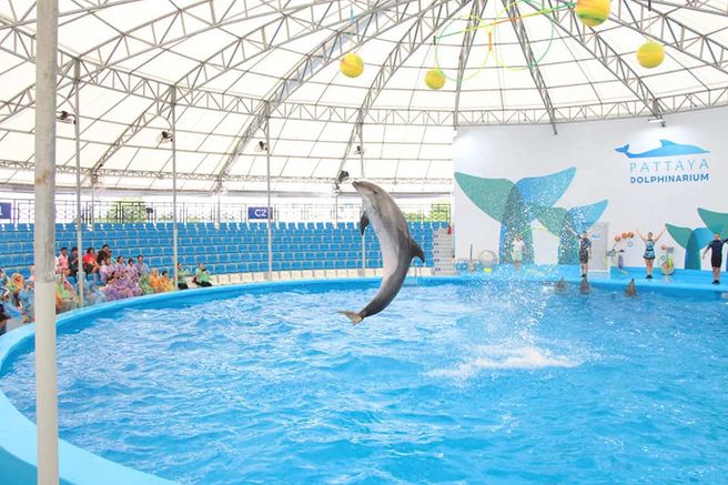 Pattaya Dolphinarium Dolphin Show Ticket