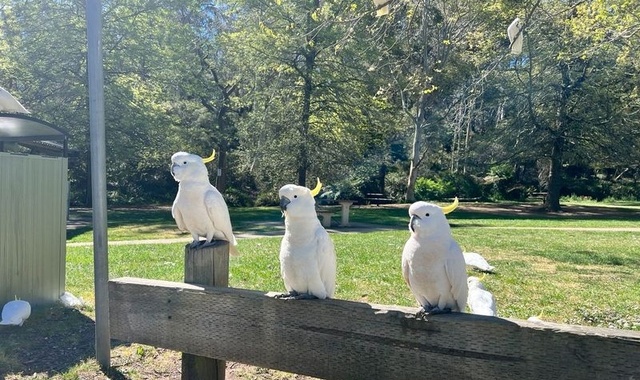 [고호주] 시드니 소그룹 블루마운틴 4대 전망대 투어 - 시닉월드 그리고 힐링!
