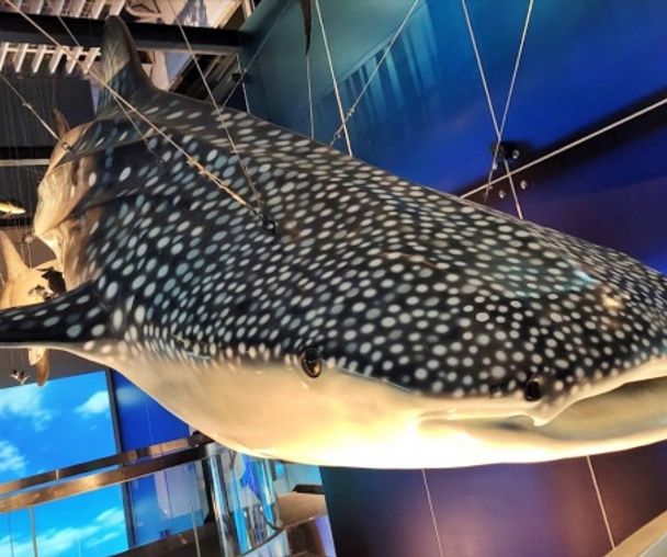 activity_detail_image