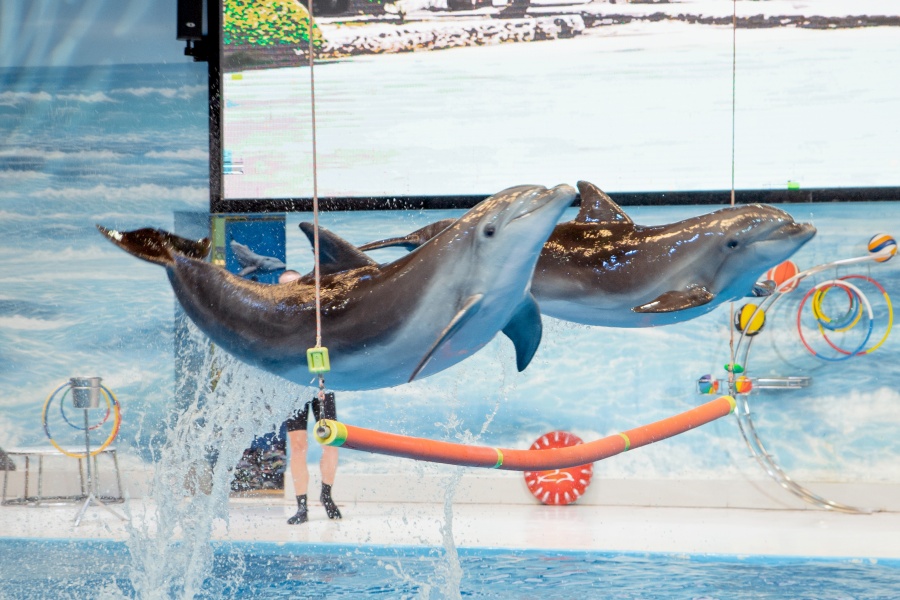 Dubai Dolphinarium Dolphin & Seal Show Ticket