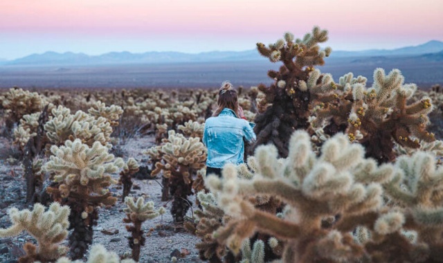[모던투어] LA 출발: 조슈아트리 & 팜스프링 별이 쏟아지는 별보기 투어