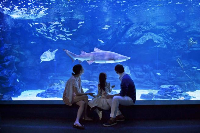 Aqua Planet Ilsan Ticket