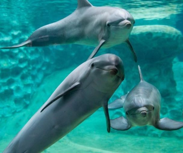 activity_detail_image