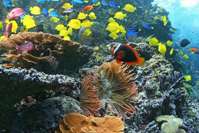 Atlanta: Georgia Aquarium Ticket