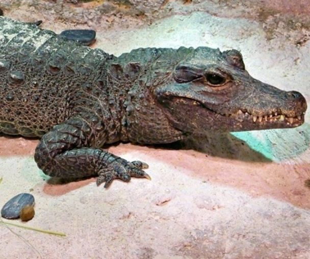 activity_detail_image