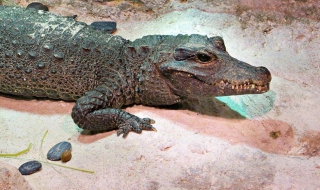 두바이 아쿠아리움 & 언더워터 주 통합 입장권