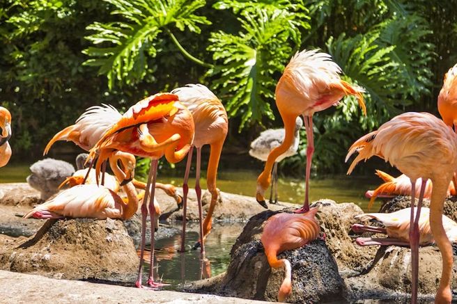 バルセロナ動物園 優先入場チケット
