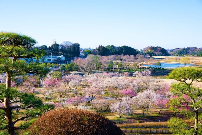 Ibaraki Kairakuen Garden Admission Ticket