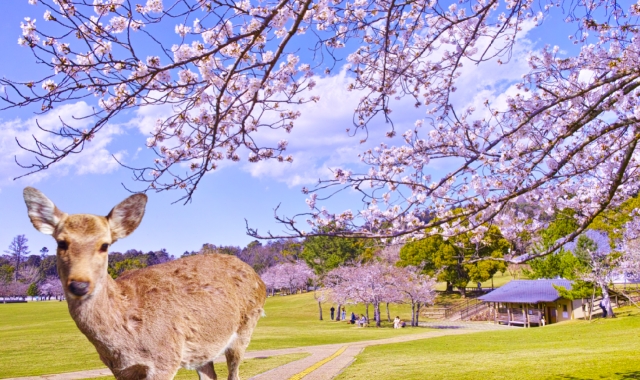 Osaka Departure: Nara Day Tour (Deer Park & Mt. Yoshino) - WAUG Exclusive