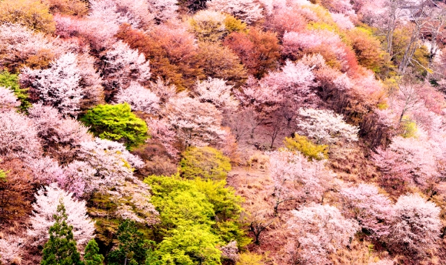 Osaka Departure: Nara Day Tour (Deer Park & Mt. Yoshino) - WAUG Exclusive