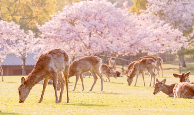 Osaka Departure: Nara Day Tour (Deer Park & Mt. Yoshino) - WAUG Exclusive