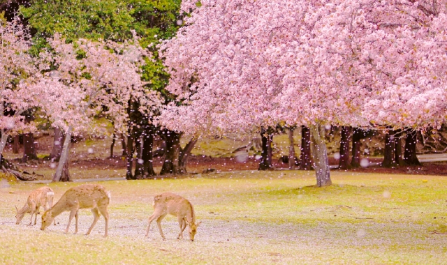 Osaka Departure: Nara Day Tour (Deer Park & Mt. Yoshino) - WAUG Exclusive