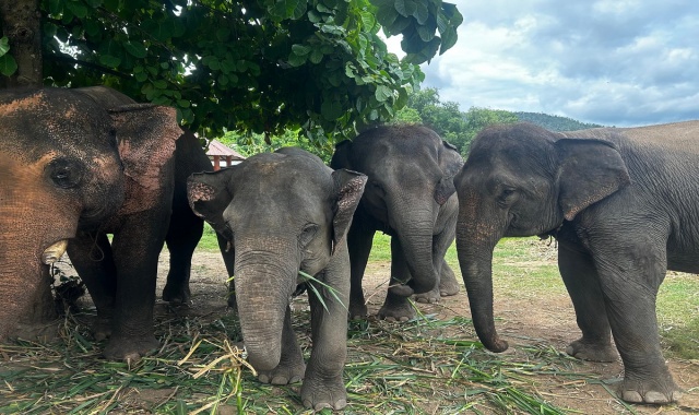[독점할인] 방콕 엘리펀트 파크 반일 투어