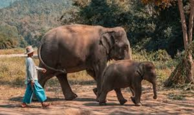 [독점할인] 방콕 엘리펀트 파크 반일 투어