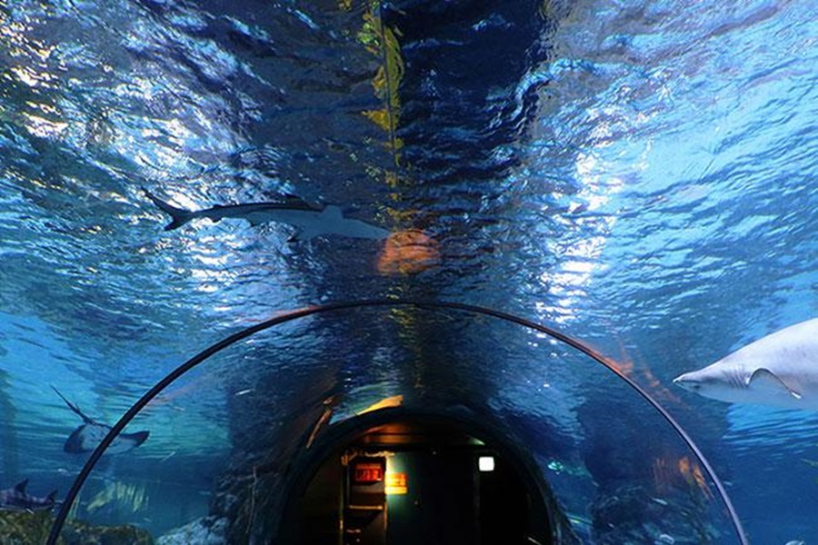 서울 코엑스 아쿠아리움 입장권 + VR 패키지