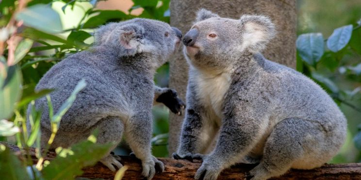 Gold Coast: Currumbin Wildlife Sanctuary & TreeTop Challenge Combo Tickets